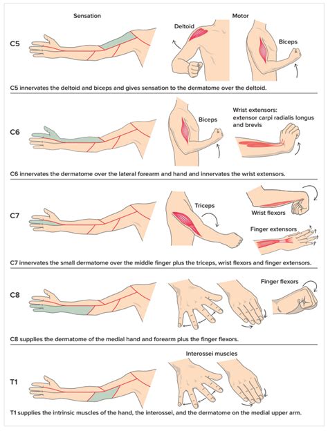 cervical orthopedic tests pdf